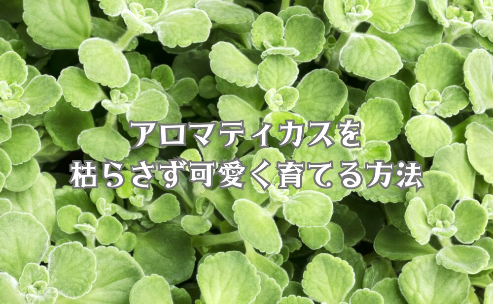 アロマティカス